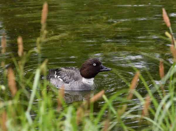 Pato wigeon eurasiático (Anas penelope) no rio — Fotografia de Stock