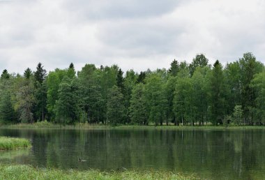 Yaz, yatay, göl, orman ve gökyüzü Gatchina Park