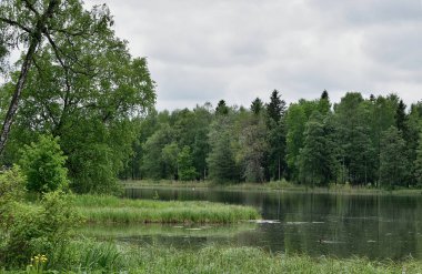 Yaz, yatay, göl, orman ve gökyüzü Gatchina Park