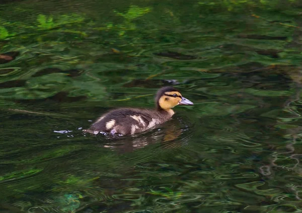 Little duck zwemmen op het meer — Stockfoto