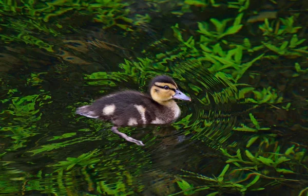 Little duck zwemmen op het meer — Stockfoto
