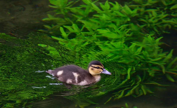 Little duck zwemmen op het meer — Stockfoto