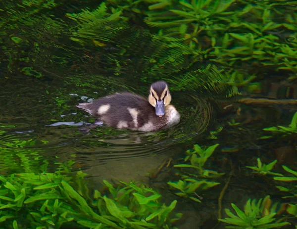 Little duck zwemmen op het meer — Stockfoto