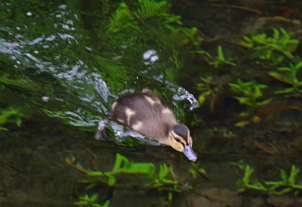 Little duck zwemmen op het meer — Stockfoto