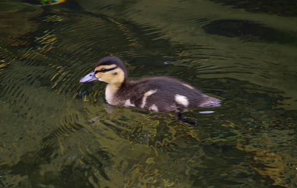 Little duck zwemmen op het meer — Stockfoto