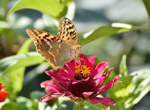 Hermosa Mariposa Bebiendo Néctar Una Flor — Foto de Stock