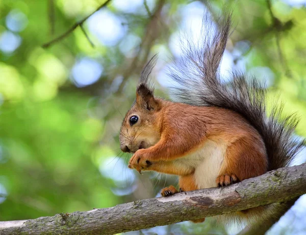 Cute Red Squirrel Eating Nut Tree Branch Royalty Free Stock Photos