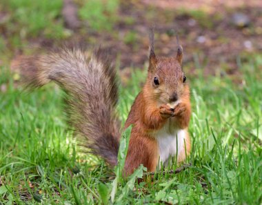 Sevimli sincap fındık üzerinde çim yeme