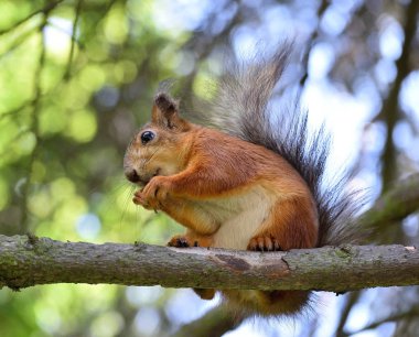 Sevimli sincap fındık ağacı dalı yeme