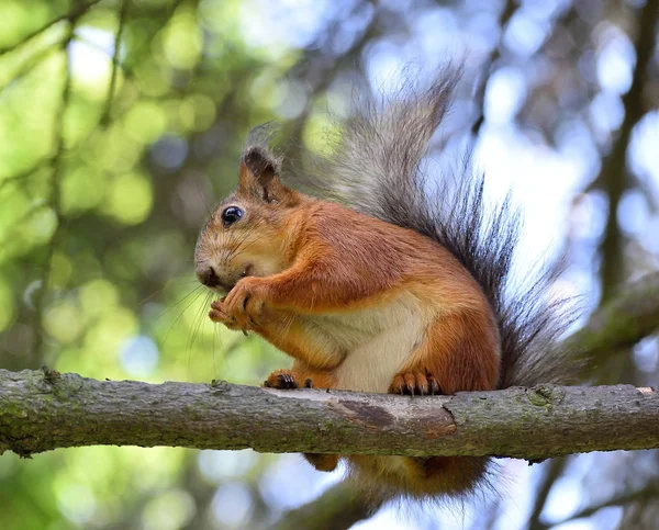 Cute Red Squirrel Eating Nut Tree Branch Royalty Free Stock Photos