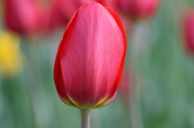 kırmızı lale bahçesinde 