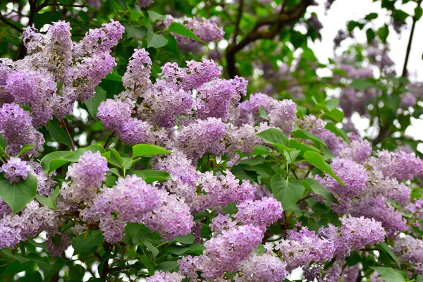 Lilac Blommor Trädgården — Stockfoto