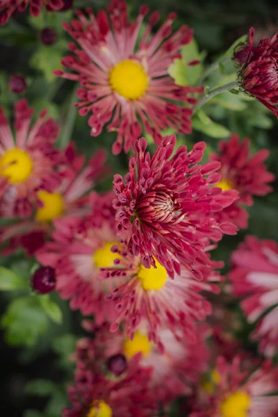 Leuchtend sinnliche lila Chrysanthemen — Stockfoto