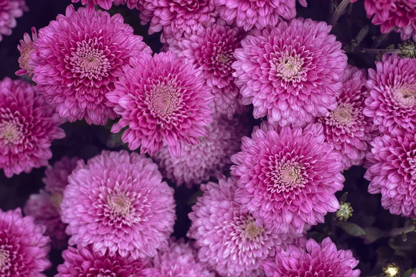 自然背景下的明亮性感紫色菊花. — 图库照片