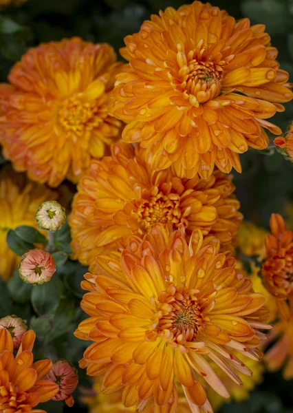 Natural background of bright sensual chrysanthemums — Stock Photo, Image