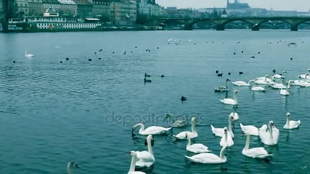 Nutrire i cigni sulla Moldava. vista del Castello di Praga dalla banchina . — Video Stock