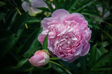 güzel bahar dekoratif dahlia portre