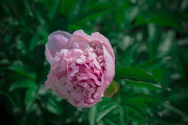 güzel bahar dekoratif dahlia portre