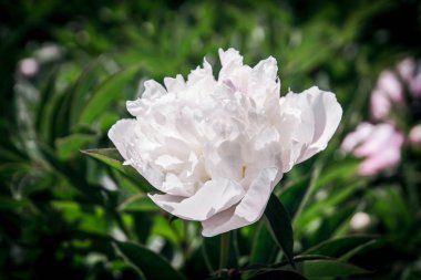 güzel bahar dekoratif dahlia portre