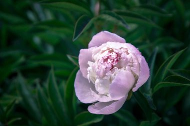 güzel bahar dekoratif dahlia portre