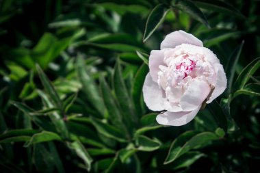 güzel bahar dekoratif dahlia portre