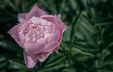 güzel bahar dekoratif dahlia portre