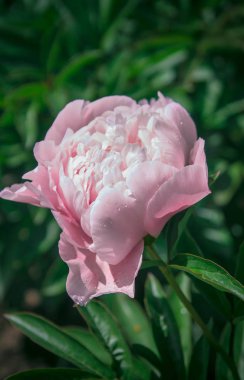 güzel bahar dekoratif dahlia portre