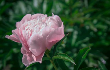 güzel bahar dekoratif dahlia portre