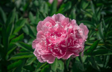 güzel bahar dekoratif dahlia portre