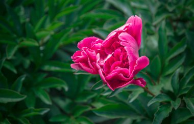 güzel bahar dekoratif dahlia portre