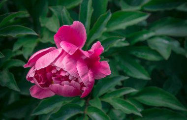 güzel bahar dekoratif dahlia portre