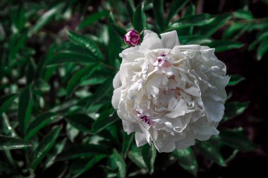 güzel bahar dekoratif dahlia portre