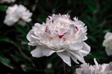 güzel bahar dekoratif dahlia portre