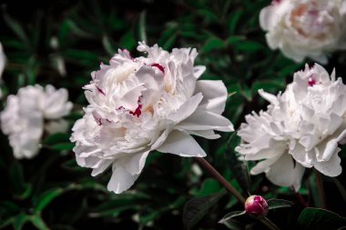 güzel bahar dekoratif dahlia portre