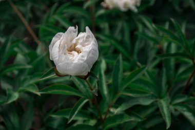 güzel bahar dekoratif dahlia portre