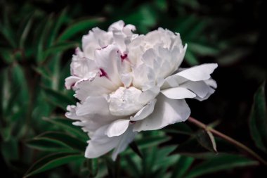 güzel bahar dekoratif dahlia portre