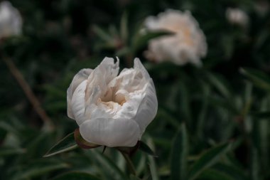 güzel bahar dekoratif dahlia portre