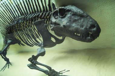 Milan, İtalya - Ocak 2016: İskelet Dinozorların Doğal Tarih Müzesi