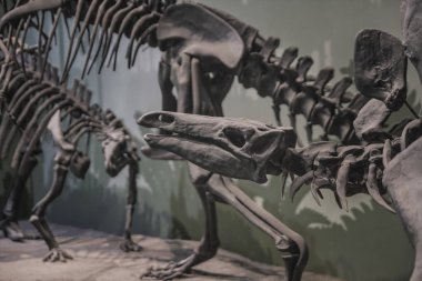 Milan, İtalya - Ocak 2016: İskelet Dinozorların Doğal Tarih Müzesi