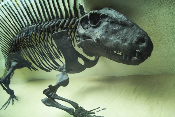 Milan, İtalya - Ocak 2016: İskelet Dinozorların Doğal Tarih Müzesi