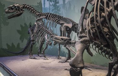 Milan, İtalya - Ocak 2016: İskelet Dinozorların Doğal Tarih Müzesi