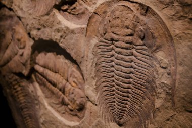 Fosil trilobite - ayrıntı görünümü