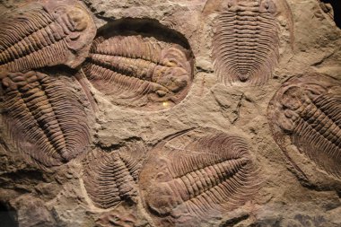 tortu fosil trilobite Künye