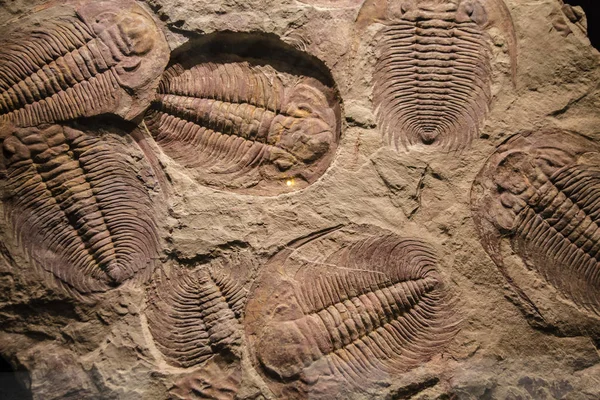 tortu fosil trilobite Künye
