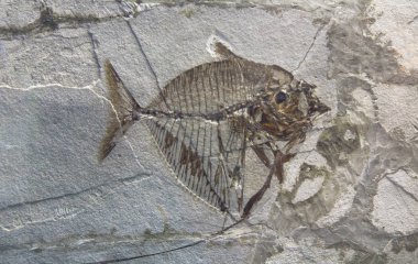 Ancient pre historic fish fossil in a rock formation clipart