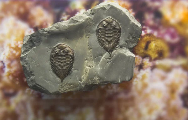 Skamieniałości trylobitów odcisk w osadzie. 3,6 mld lat — Zdjęcie stockowe