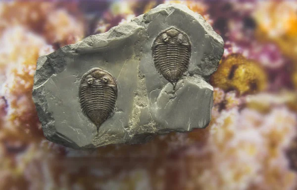 fosil trilobite Künye tortu içinde. 3.6 milyar yaşında 
