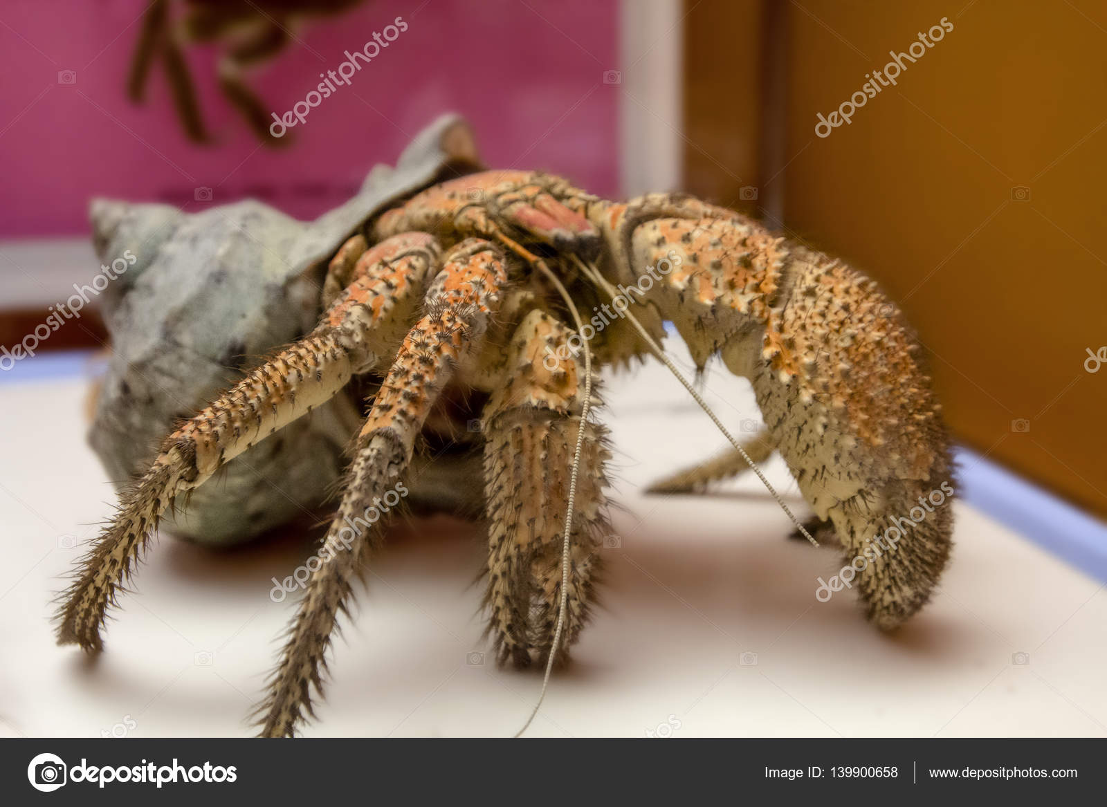 Pics coconut crabs The coconut crab Birgus latro , is a species of