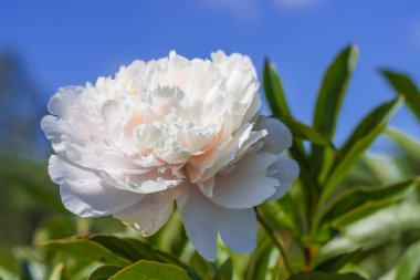 ince parlak bahar Şakayık çiçeği mavi gökyüzü arka plan üzerinde