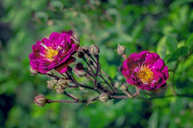 güzel hassas bahar çiçek yakın çekim. çiçek pembe güller